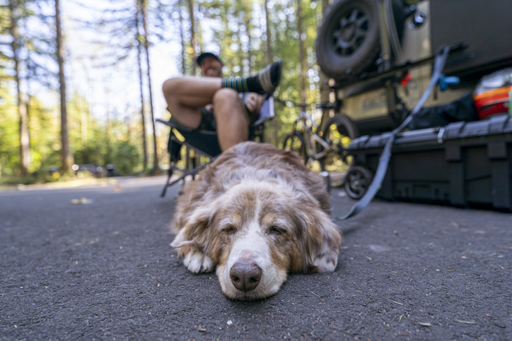 A pet dog sleeps while tied to the hitch of an RV camper van while on an outdoor adventure camping trip with his owners in Oregon. The dog's owner is sitting in a camp chair in the background.