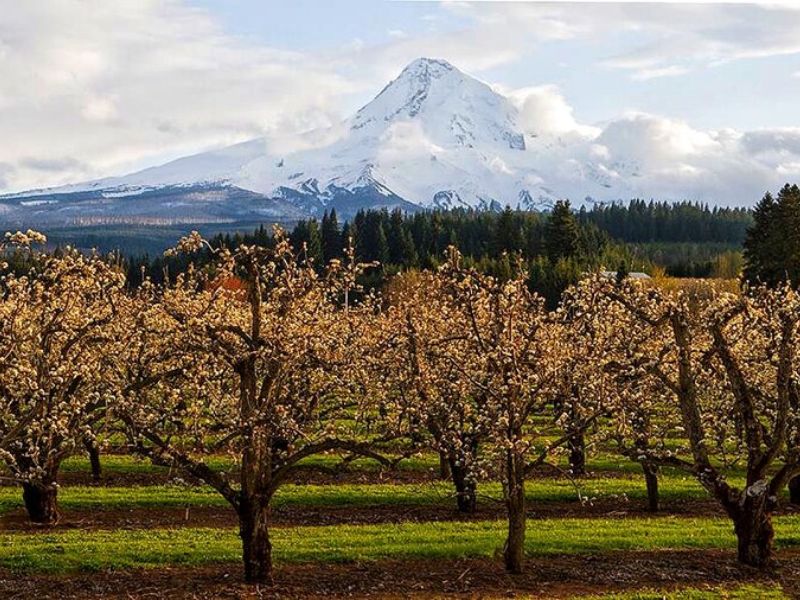Beautiful autumnal apple trees on Kiyokawa Family Orchards property, with a awe inspiring view of Mt Hood in the background.