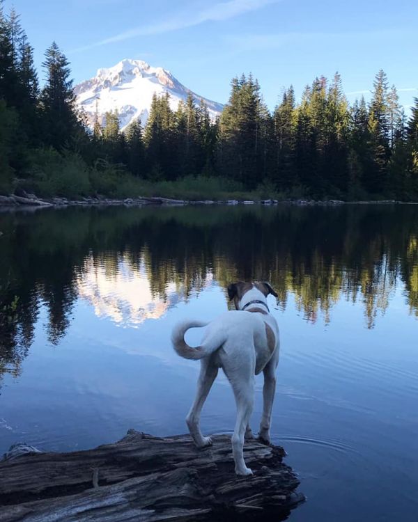 Dog enjoying mirror lake