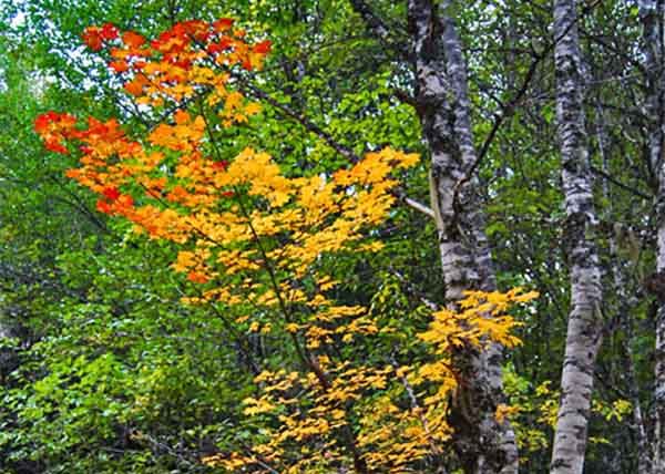 Where to See Mt Hood Fall Colors