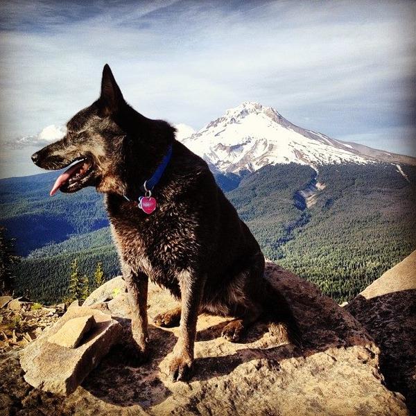 Dogs Hiking at Mt Hood